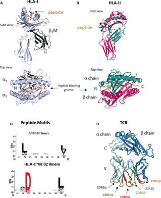 T Cell Recognition of Tumor Neoantigens and Insights Into T Cell Immunotherapy